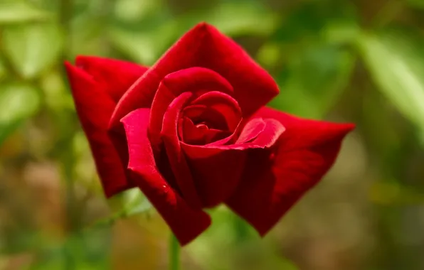 Macro, roses, petals, red rose, buds, bokeh