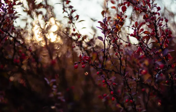 Red, Nature, Autumn, Plant, Red, Nature, Freshness, Color