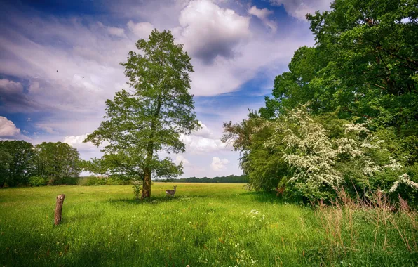 Field, summer, trees, nature