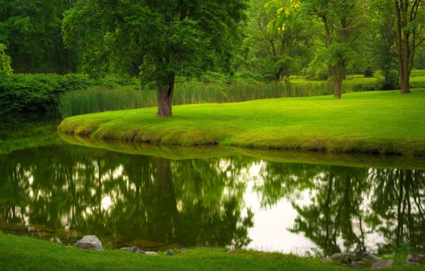 Picture summer, grass, trees, nature, Park, river, lawn