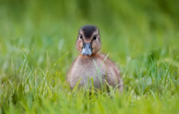 Greens, summer, grass, green, background, bird, clearing, duck