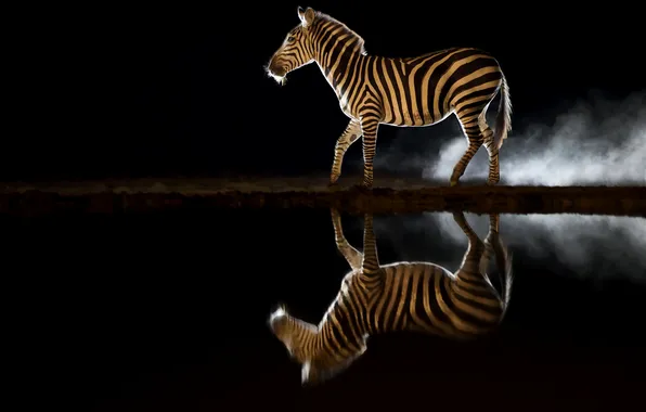 Night, reflection, zebra, darkness