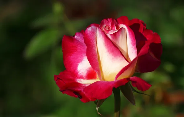 Picture flowers, red, background, one, roses, beauty, petals, garden