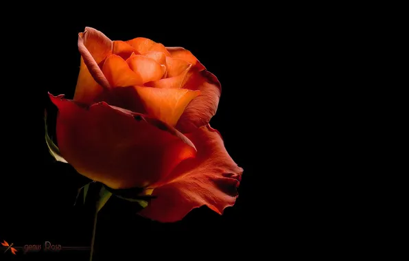 Rose, black background, orange rose