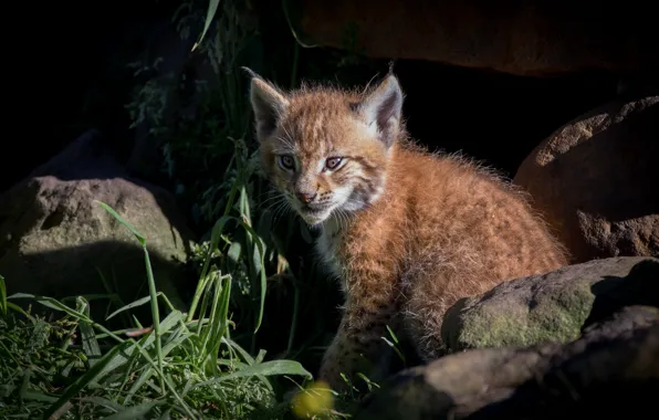 Grass, look, light, nature, the dark background, stones, baby, lynx