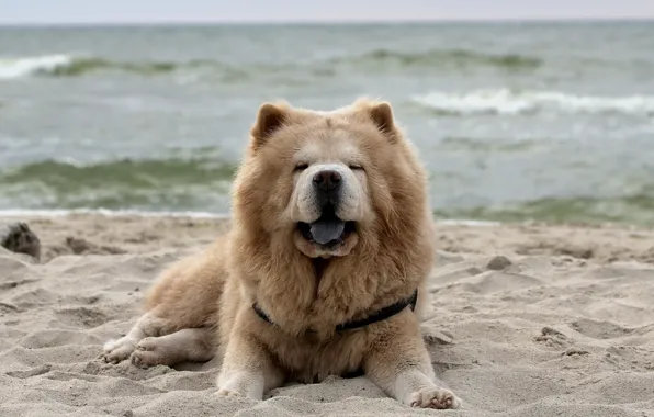 Picture look, dog, Chow Chow