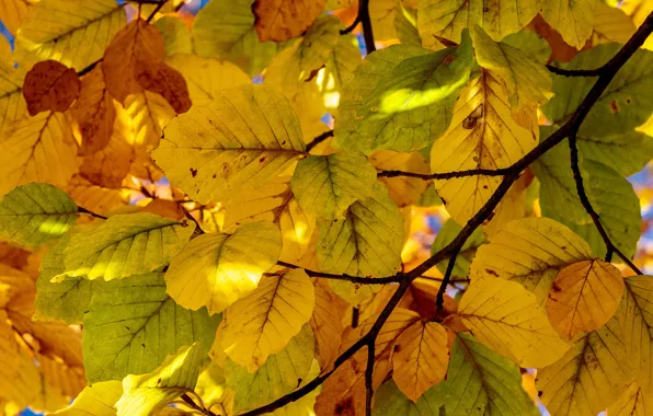 Picture autumn, leaves, the sun, trees, branches, yellow, foliage