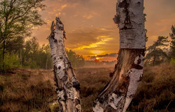 Field, forest, the sun, sunset, birch, Sunset in the forrest