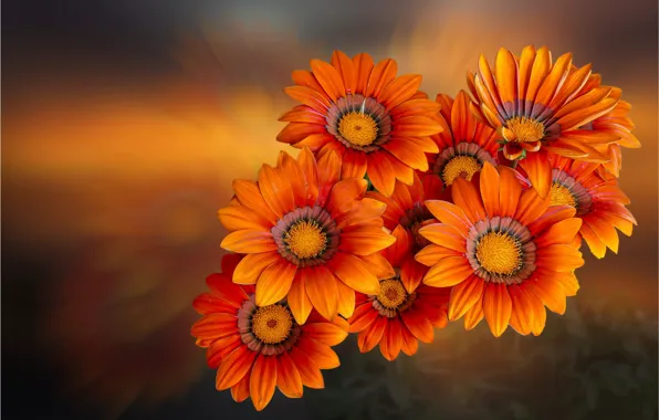 Wallpaper orange, flowers, background, gazania