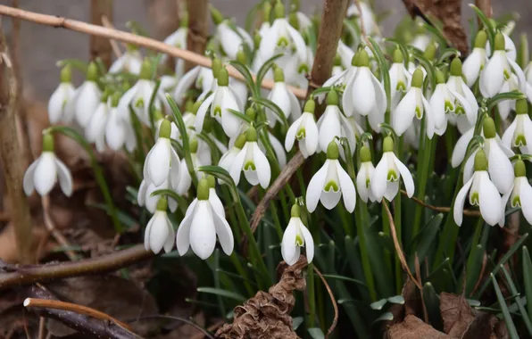 Flowers, branches, nature, spring, snowdrops, white, bushes