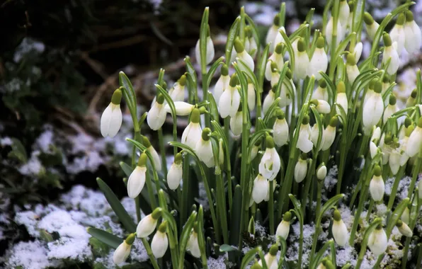 Snow, flowers, glade, spring, snowdrops, white, buds