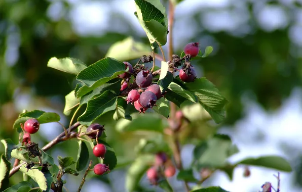 Greens, leaves, berries, Tree, Saskatoon