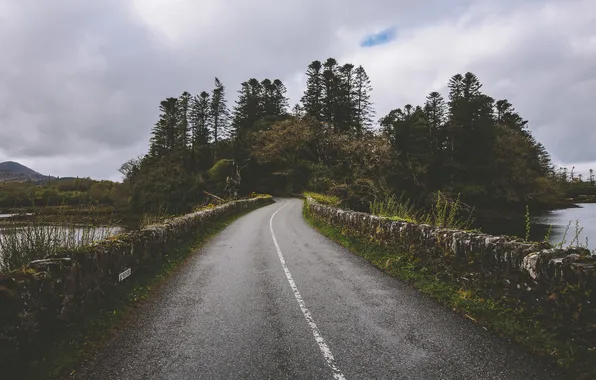 Picture road, trees, lake, hill, driftwood, rainy, short wall