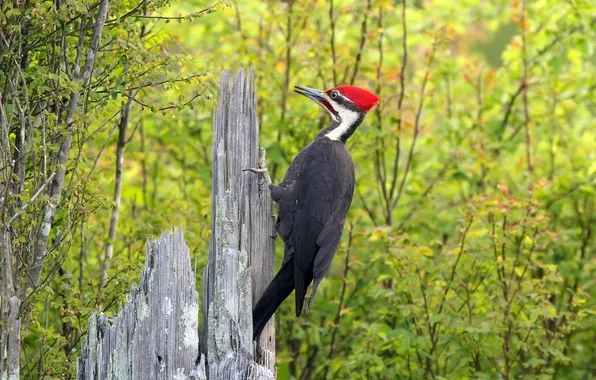 Picture FOREST, TRUNK, BIRD, TREES, CREST, WOODPECKER