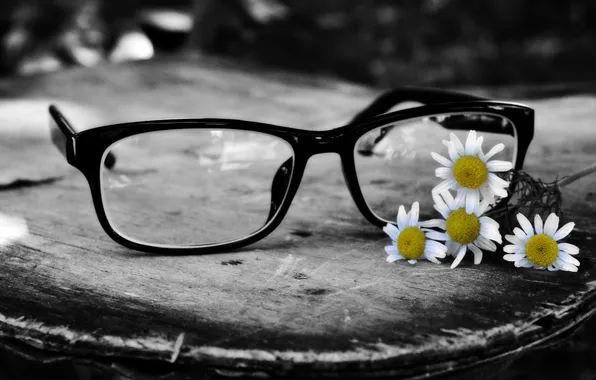 Picture black, chamomile, glasses