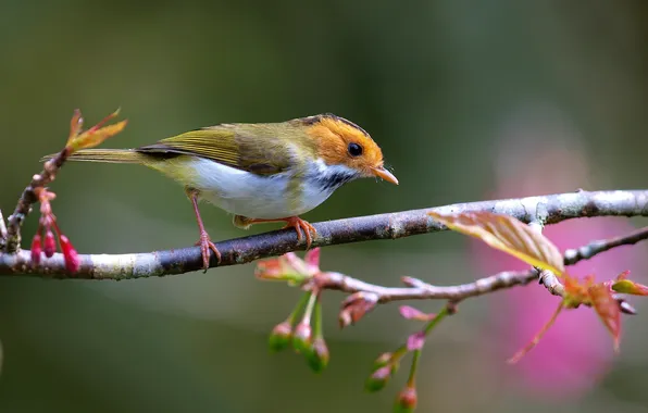 Leaves, branches, bird, buds