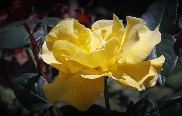 Leaves, bright, nature, petals, stem, yellow flower