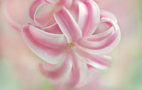Macro, petals, hyacinth