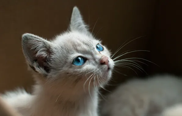 Cat, look, background