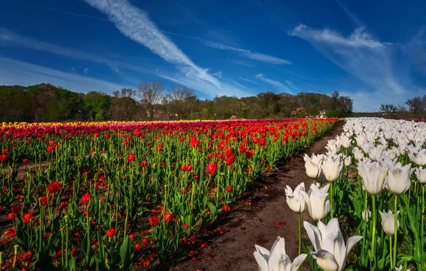 Field, forest, the sky, flowers, blue, spring, tulips, red
