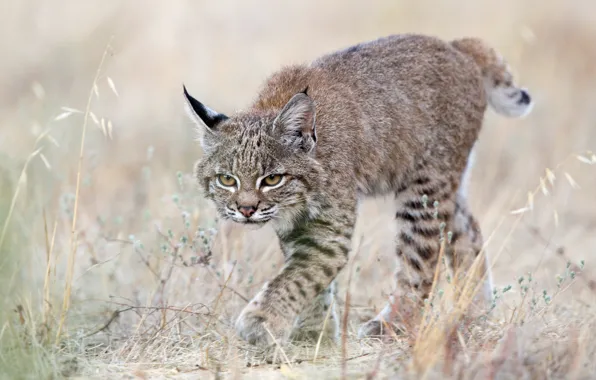 Picture grass, cub, kitty, lynx, wild cat
