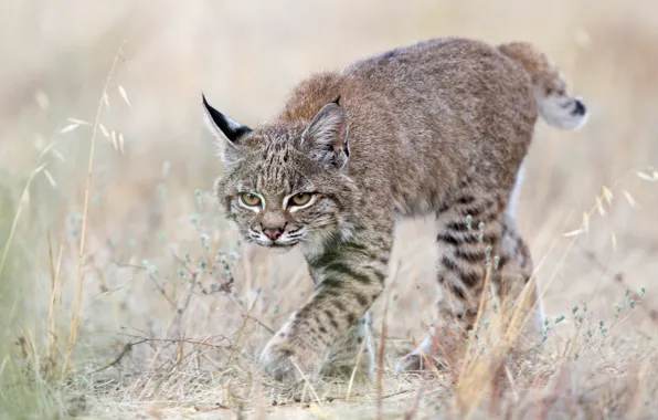 Grass, cub, kitty, lynx, wild cat