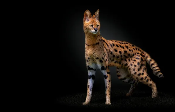 Look, glade, black background, Serval