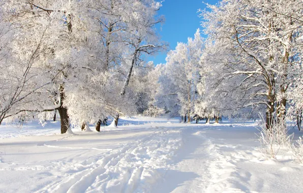Snow, trees, track