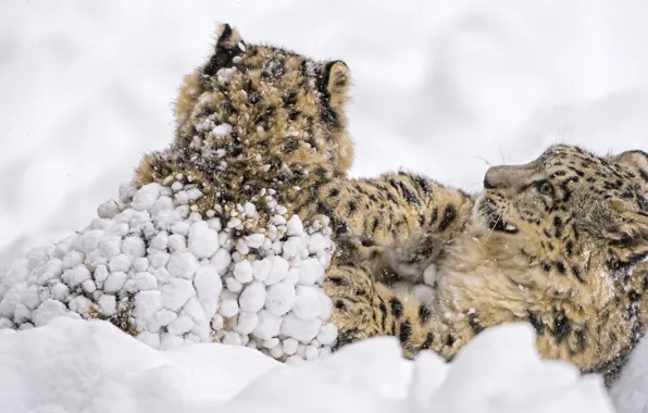 Picture snow, the game, predators, fight, family, wild cats, a couple, snow leopards