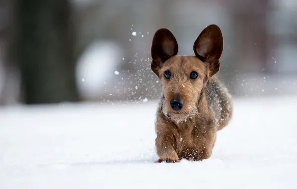 Picture winter, snow, dog, walk