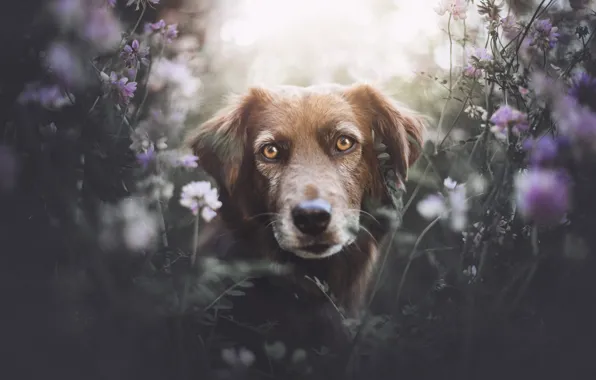 Summer, grass, look, face, flowers, glade, portrait, dog