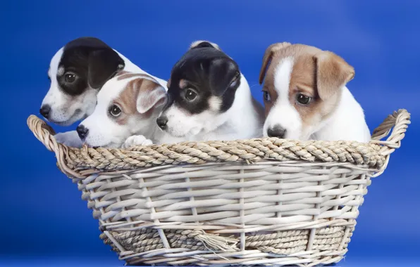 Picture dogs, basket, puppies