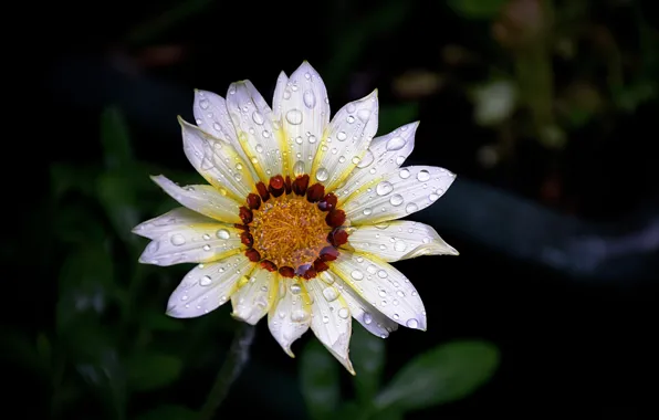 Picture Macro, Drops, Macro, Drops, White flower, White flower