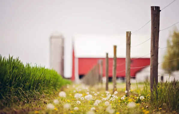 Nature, the fence, beauty, dandelions