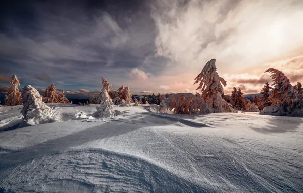 Winter, forest, the sky, clouds, light, snow, sunset, nature