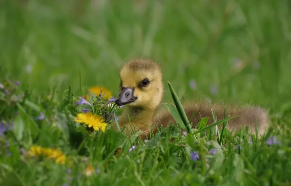 Grass, dandelion, baby, chick, lawn, Gosling