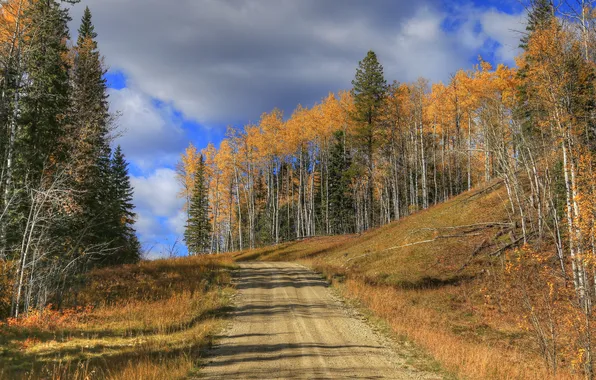 Road, autumn, forest, the sky, trees