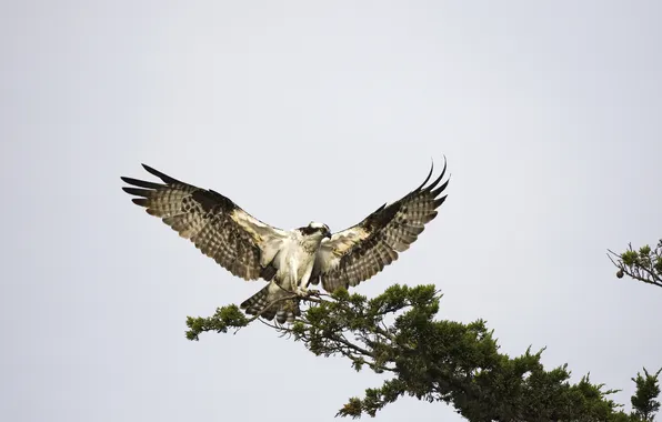 Picture bird, wings, predator, branch