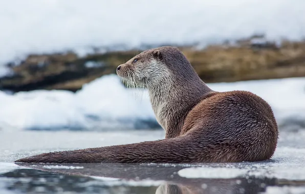Picture winter, ice, otter