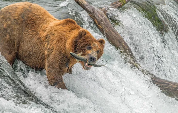 Water, River, Wet, Bear, Fishihg