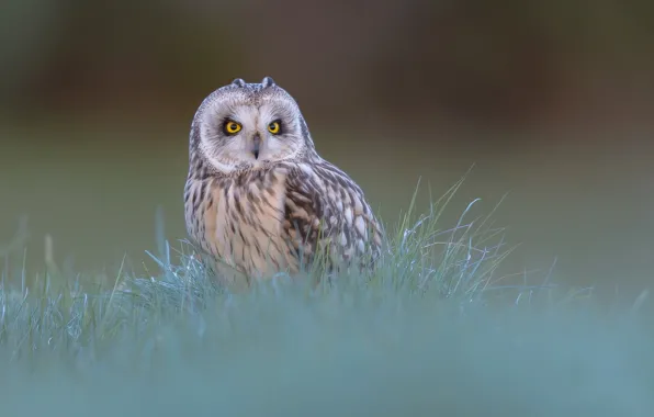 Picture grass, background, owl, bird, Short-eared owl