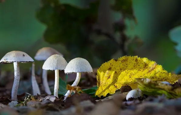 Autumn, nature, glade, mushrooms, mushroom, leaf, family