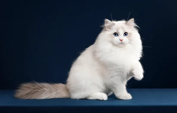 Picture pose, look, cat, the dark background, kitty, white, muzzle, Studio