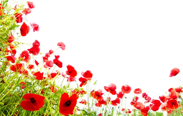 Red, Maki, white background