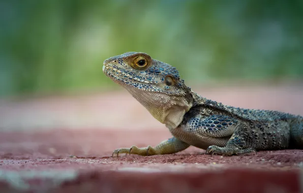 Lizard, Agama, bokeh, reptile, Oleg Savitsky