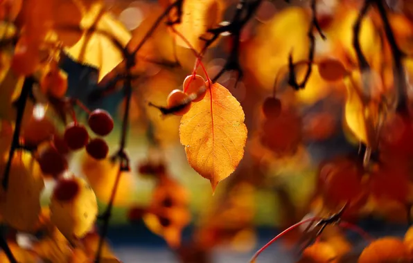 Autumn, light, branches, blur, yellow, fruit, bokeh, hang