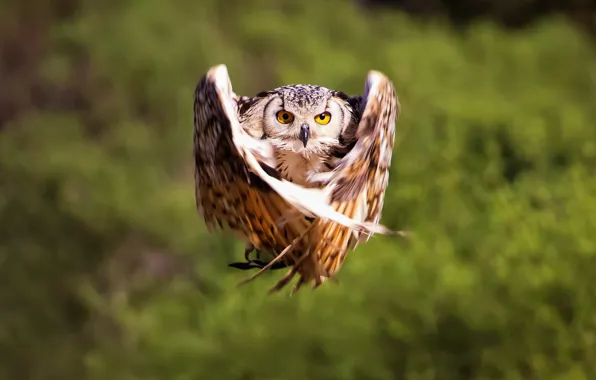 Picture flight, background, owl