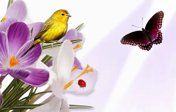 Flowers, collage, bird, butterfly, ladybug, Krokus