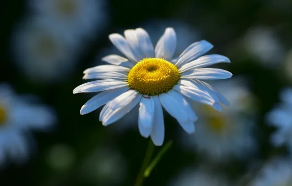 Flower, macro, Daisy, leucanthemum