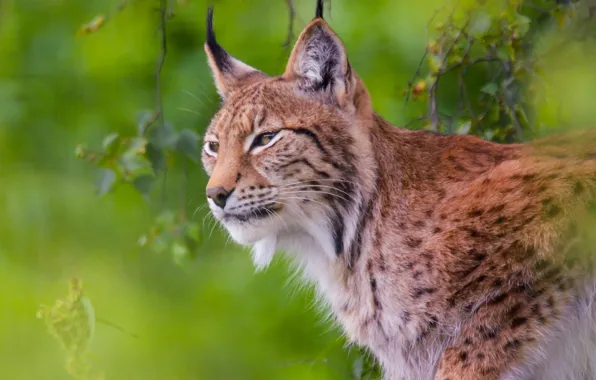 Predator, lynx, wild cat